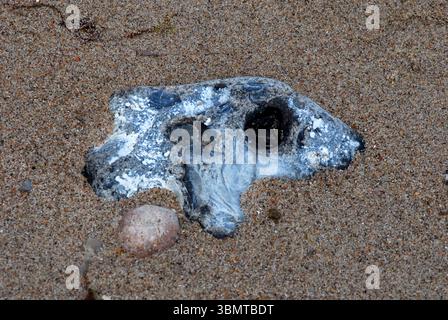 Selce intemprata, con caratteristiche strutture di buchi nella sabbia su una spiaggia del Mar Baltico Foto Stock