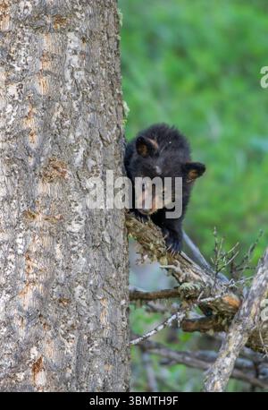 Orso nero (Ursus americanus). Parco nazionale di Yellowstone, Wyoming, Stati Uniti. Nuovo cucciolo che gioca in una foresta vecchia. Foto Stock
