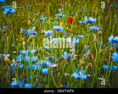 Fiori di corno in fiore e papavero rosso in un fitto prato estivo Foto Stock