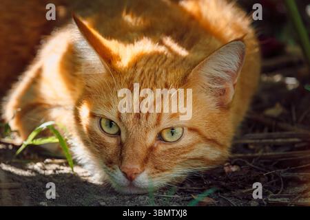 Gatto dello zenzero che si rilassa nel giardino sul retro. Gatto arancione peloso primo piano all'aperto Foto Stock