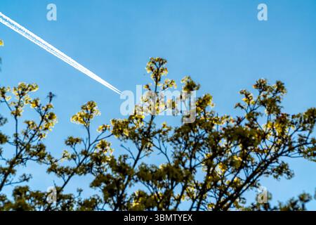 Un aereo vola in alto sopra le fresche cime degli alberi primaverili, lasciando le unghie pulite contro un cielo azzurro pallido. Il giovane fogliame è leggermente illuminato dal sole. Foto Stock