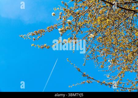Un jet plane attraversa un cielo blu profondo, lasciando dietro le quinte, mentre i rami fioriti di un albero primaverile incorniciano la parte inferiore destra dell'immagine. Foto Stock