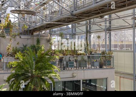 Hortus botanicus Leiden: Un moderno interno in serra pieno di una variegata collezione di cactus, succulenti e altre piante esotiche, che mostrano botan Foto Stock