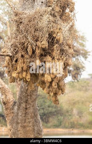 Colonia del Villaggio tessitore nidifica (Ploceus cucullatus) su alberi alla diga del tramonto, Parco Nazionale di Kruger, Sudafrica Foto Stock
