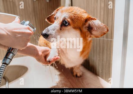 Il proprietario lavava le zampe di corgi sporche dopo la passeggiata, il cane stava bagnato e calmo, routine di cura del corpo, pulizia degli animali domestici Foto Stock