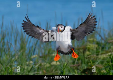 Puffin Atlantico (F. artica). Isola di Machias Seal al largo della costa del Maine. Foto Stock