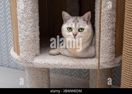 Un gatto carino si siede nel suo angolo accogliente in un ambiente elegante Foto Stock