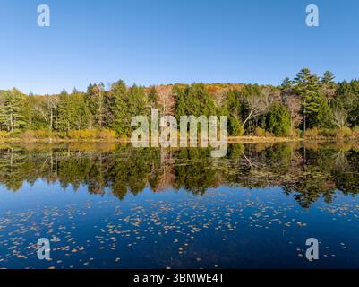 Un piccolo laghetto nel Massachusetts occidentale con il fogliame autunnale dai colori vivaci che si riflette nell'acqua. Foto Stock