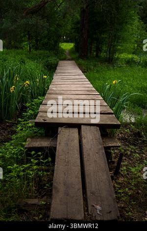 Una stretta passerella in legno conduce attraverso una vibrante vegetazione verde e fiori gialli in un tranquillo ambiente forestale Foto Stock