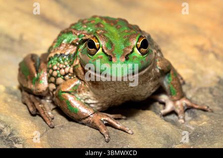 Australian Growling o Southern Bell Frog Foto Stock