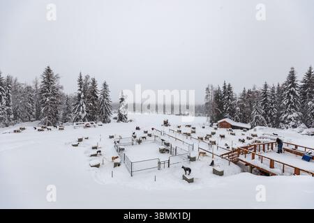 Fairbanks, Stati Uniti - 23 febbraio 2023: Squadre di cani da slitta nella neve riposano presso gli incavi prima del mushing Foto Stock