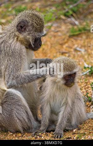 Vervet Monkey, Cercopithecus aethiops, Parco Nazionale Kruger, Mpumalanga, Sud Africa e Africa Foto Stock
