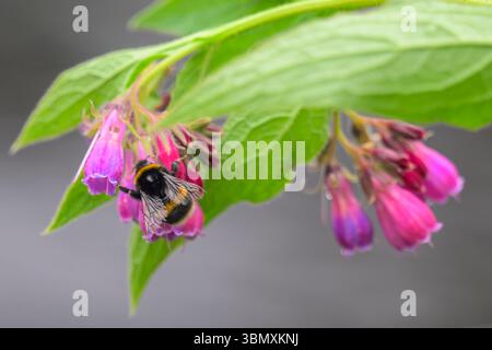 Galashiels, Scottish Borders, Regno Unito. 28 giugno 2025. UK Un'ape raffigurata su un fiore Comfrey (Symphytum) che raccoglie polline. Crediti: phil wilkinson/Alamy Live News Foto Stock