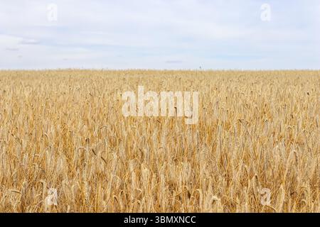 Vasto campo di grano dorato che si estende all'orizzonte sotto un cielo morbido e nuvoloso, perfetto per temi quali agricoltura, raccolto e paesaggi naturali. Foto Stock