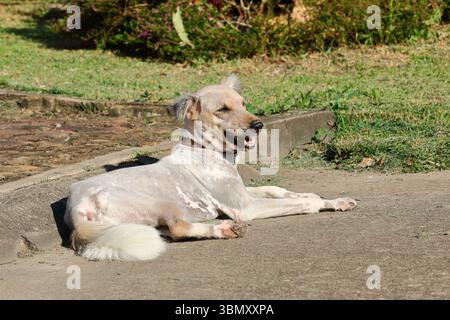 Si tratta di un cane thailandese steso sul pavimento. Foto Stock