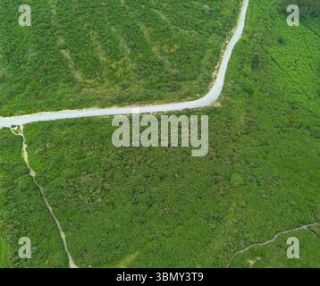 Una vasta ripresa aerea che mostra una fitta foresta verde con uno stretto e tortuoso sentiero che attraversa il paesaggio verdeggiante Foto Stock