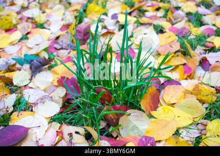 Colorato autunno dorato nel parco. Tappeto di colore giallo arancio brillante e foglie di acero caduto di rame sull'erba verde. Concetto di ecologia. Bello Foto Stock