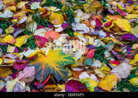 Colorato autunno dorato nel parco. Tappeto di colore giallo arancio brillante e foglie di acero caduto di rame sull'erba verde. Concetto di ecologia. Bello Foto Stock
