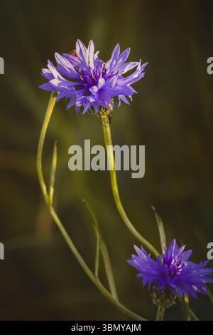 Fiori di corno . Piante da campo in una giornata di sole a giugno . Primo piano di un fiore, sfondo sfocato. Foto Stock