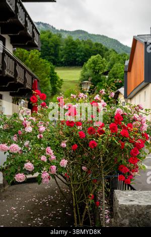 Rose rosse e rosa in fiore nella strada del villaggio alpino con vista sulle montagne sullo sfondo Foto Stock