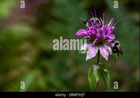 Fiore del balsamo delle api Foto Stock