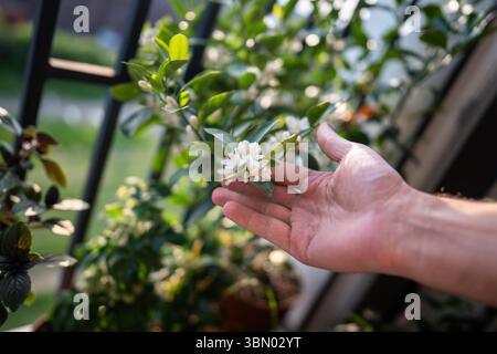 Uomo che tocca a mano un mandarino di agrumi in fiore con fiori profumati sul balcone di casa Foto Stock