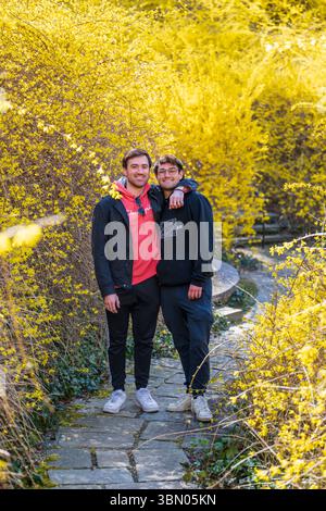 Una giovane coppia cammina attraverso un sentiero di forsythia all'interno del giardino Dumbarton Oaks a Washington, D.C. Foto Stock