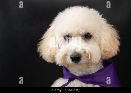Primo piano ritratto di un simpatico cane da spaghetti su sfondo nero Foto Stock