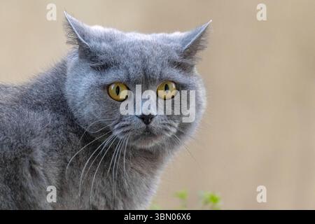 Un gatto grigio con occhi gialli fissa la telecamera. La pelliccia del gatto è lunga e soffice, conferendole un aspetto morbido e soffice. Concetto di curiosità e p Foto Stock