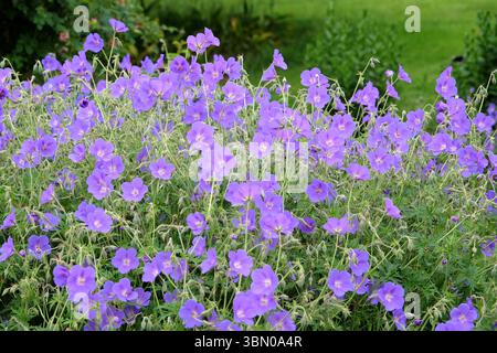 Gru al geranio resistente viola «Orion» in fiore. Foto Stock