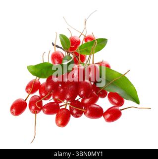 Elaeagnus multiflora isolato su sfondo bianco. Cherry elaeagnus o ciliegia silverberry con foglie verdi. Goumi o gumi Foto Stock