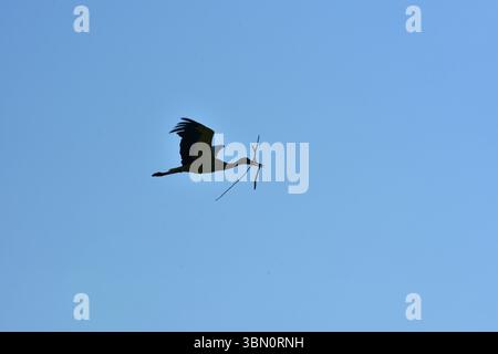 Sagoma di una cicogna che vola attraverso un cielo azzurro limpido, trasportando rami d'albero nel becco. Le ali aggraziate si spalancano, catturando un momento di pace Foto Stock