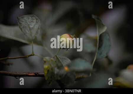 Melanconia Bud di mele con gocce di pioggia su Moody Foliage – natura morta del giardino d'autunno Foto Stock
