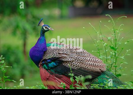 bellissimo pavone in primo piano in una foresta Foto Stock