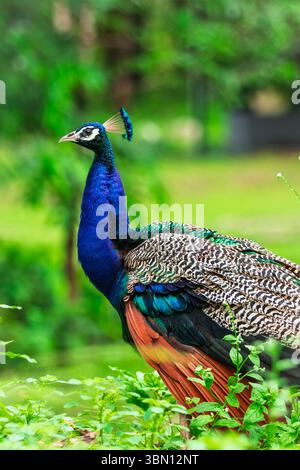 bellissimo pavone in primo piano in una foresta Foto Stock
