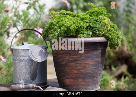 Prezzemolo arricciato Petroselinum crispum var che cresce in un vaso di plastica marrone da giardino accanto a un annaffiatoio galvanizzato in un giardino della California. Foto Stock