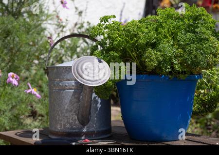 Prezzemolo arricciato Petroselinum crispum var che cresce in un vaso di plastica blu da giardino accanto a un annaffiatoio galvanizzato. In California; Stati Uniti Foto Stock