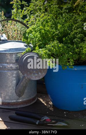 Prezzemolo arricciato Petroselinum crispum var che cresce in un vaso di plastica blu da giardino accanto a un annaffiatoio galvanizzato. In California; Stati Uniti Foto Stock