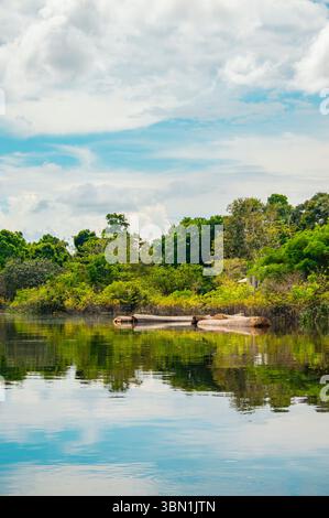 Una vista serena della lussureggiante vegetazione e delle acque calme vicino a Leticia, Amazonas, che mostra la bellezza della foresta pluviale amazzonica. Foto Stock
