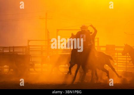 Squadra di cowboy alla gara di rodeo per lazzare un vitello sullo sfondo di un tramonto incandescente. Foto Stock