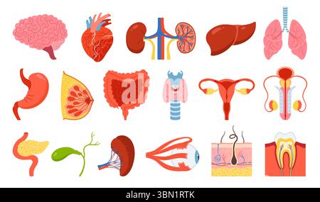 Set di organi umani. Cartoni animati polmone, cervello, reni cardiaci, stomaco epatico, intestino toracico, sistema riproduttivo femminile maschile, pelle capelli dente occhio, corpo elementi collezione. Set di icone di illustrazione piatta vettoriale Illustrazione Vettoriale