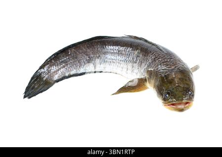 e' un pesce di testa di serpente isolato su bianco. Foto Stock