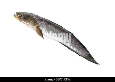 e' un pesce di testa di serpente isolato su bianco. Foto Stock