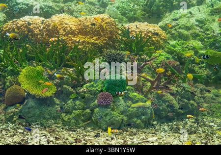 Ecosistema sottomarino che mostra formazioni coralline con diverse specie marine che nuotano tra le piante acquatiche ondulate in acque tropicali cristalline Foto Stock