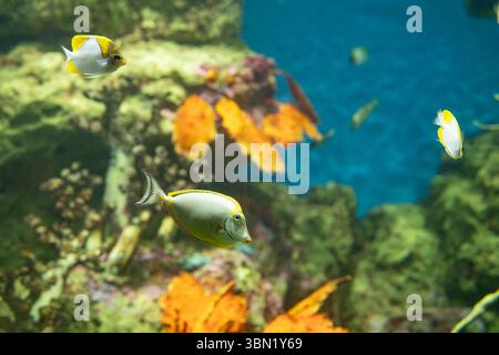 Scena subacquea che mostra colorati pesci tropicali che nuotano tra la vibrante barriera corallina e le alghe verdi in un ambiente oceanico tranquillo e limpido. Foto Stock