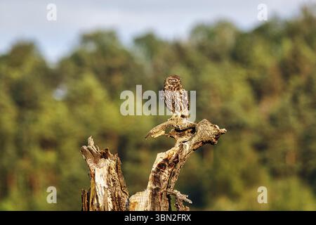Gufo (Athene noctua) seduto su Dead Wood, Hoexter, Weserbergland, Renania settentrionale-Vestfalia, Germania, Europa Foto Stock