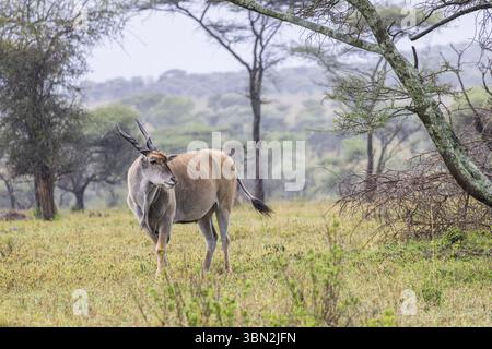 Common eland (Taurotragus oryx) noto anche come eland meridionale o eland antilope nei boschi del Serengeti in Tanzania, Africa orientale Foto Stock