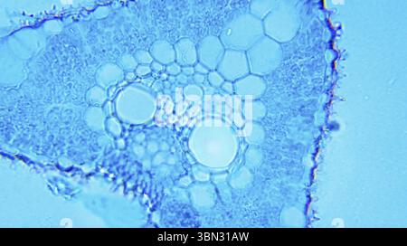 Poa Leaf cs sotto microscopio ottico Foto Stock