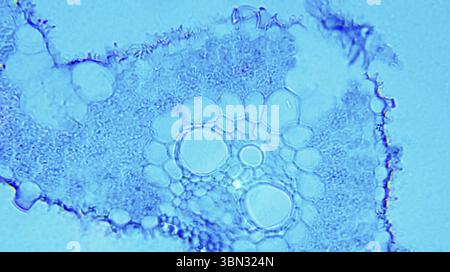 Poa Leaf cs sotto microscopio ottico Foto Stock