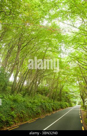L'illustrazione vettoriale mostra una strada tortuosa che taglia la tettoia forestale con sottobosco di felce Foto Stock